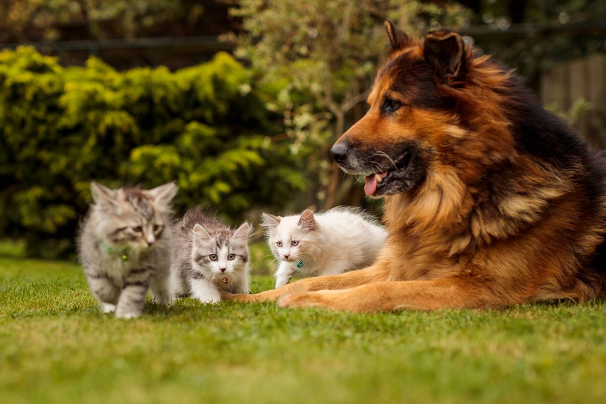 are fleas more common in cats or dogs