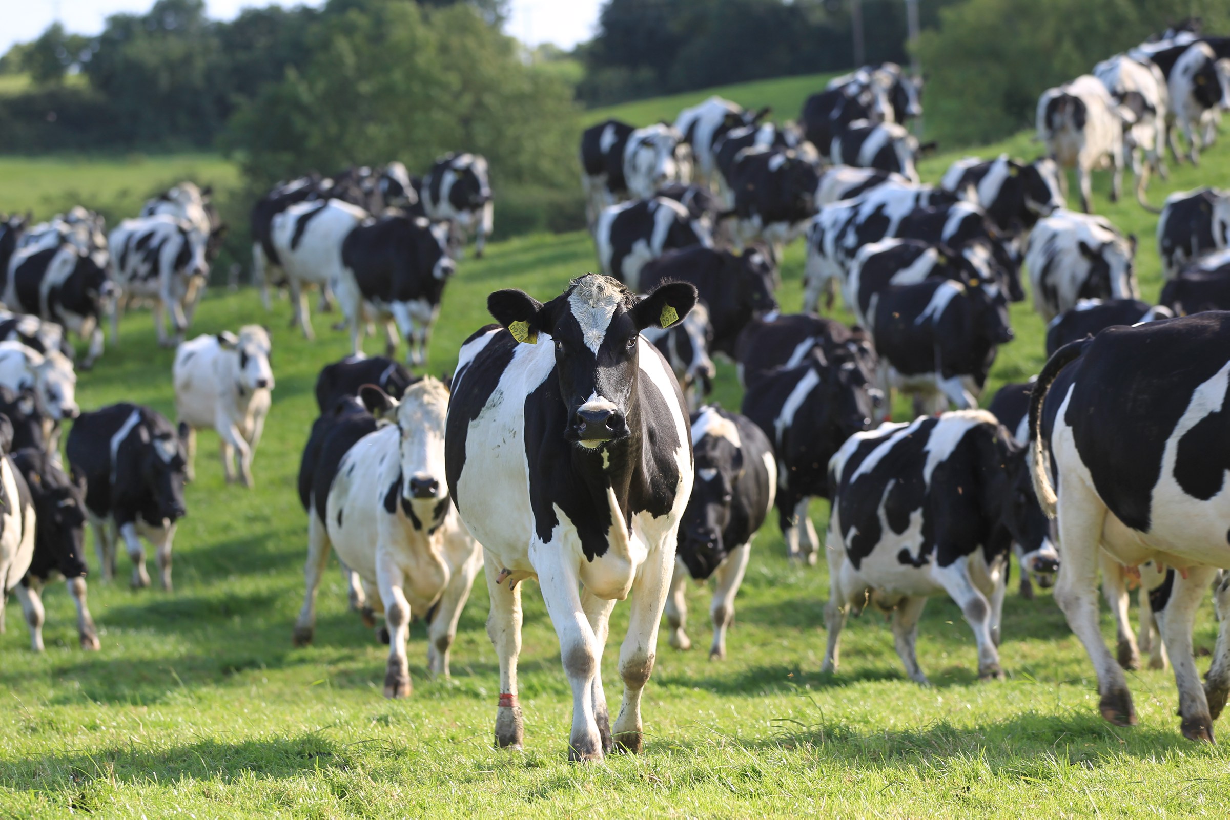 bovine-viral-diarrhoea-bvd-msd-animal-health-republic-of-ireland